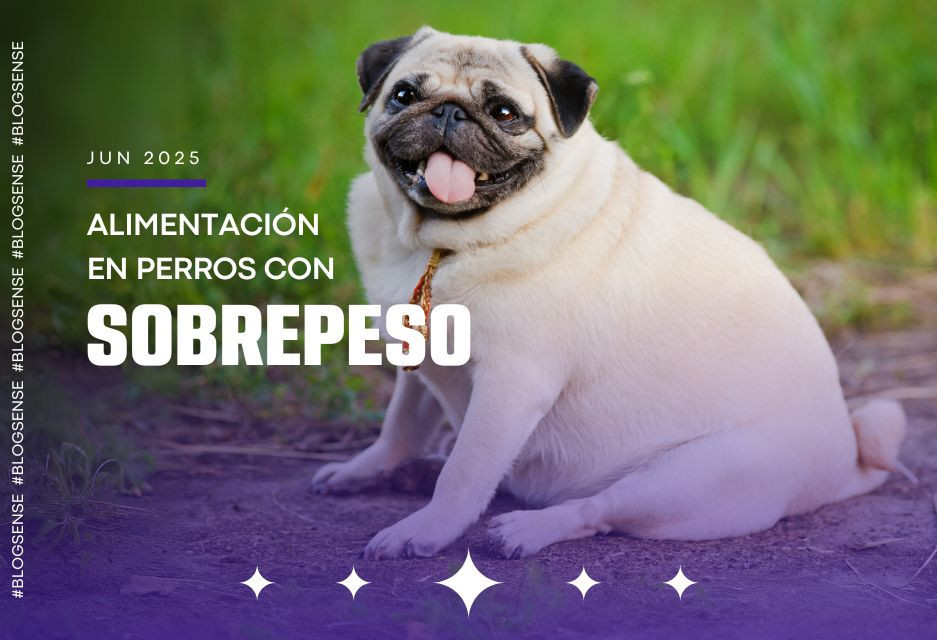 Alimentación en perros con sobrepeso